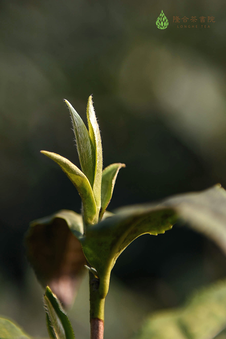 指茶树品种,茶树的叶片和茶芽密披白毫,如政和大白茶,福鼎大白茶,福安